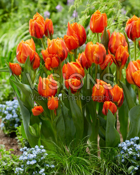 Tulipa Gaston Tulipa Gaston