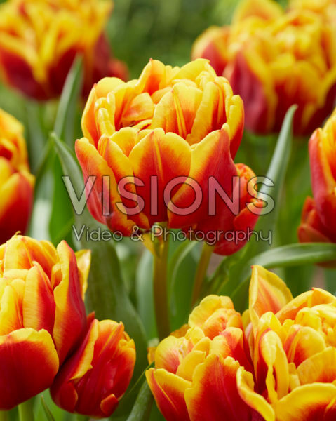 Tulipa Nyenrode Tulipa Nyenrode