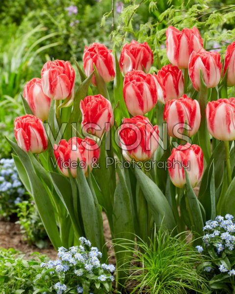Tulipa Pink Delight Tulipa Pink Delight