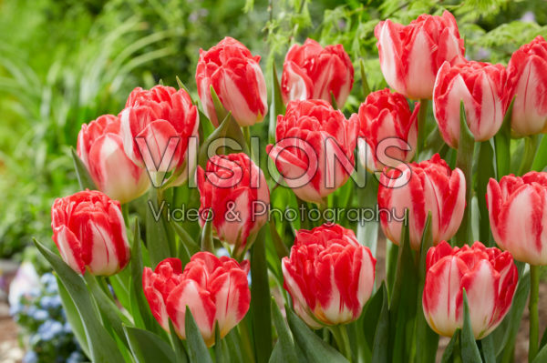 Tulipa Pink Delight