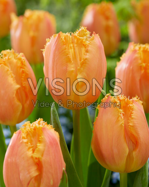 Tulipa Ogene Tulipa Ogene