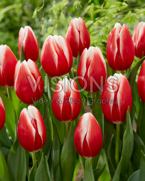 Tulipa Energy4all