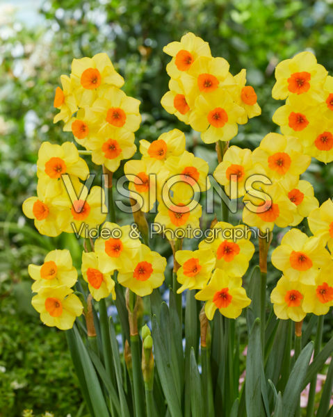Narcissus Bright Day