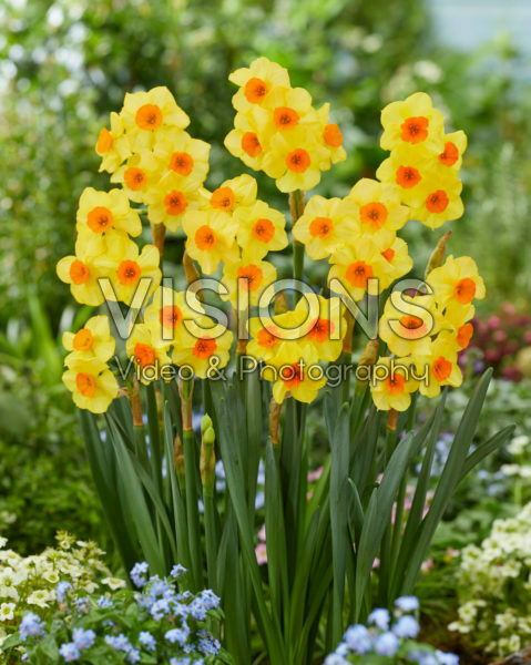 Narcissen Bright Day Narcissen Bright Day