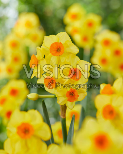 Narcissen Bright Day