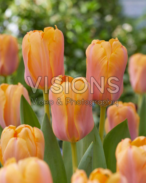 Tulipa Blushing Impression Tulipa Blushing Impression