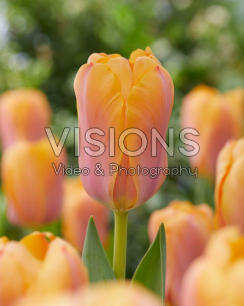 Tulipa Blushing Impression