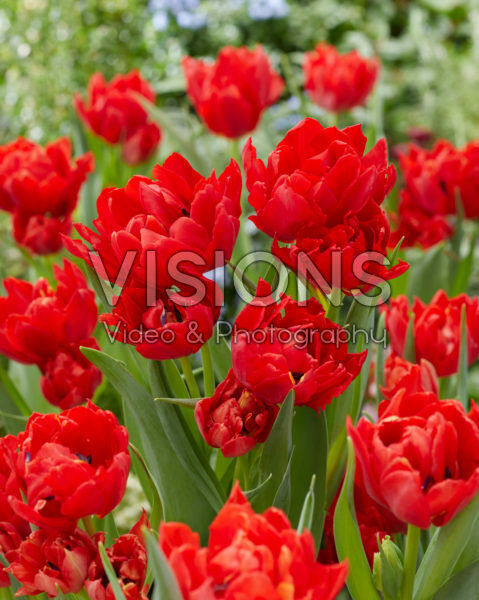 Tulipa Abba Tulipa Abba