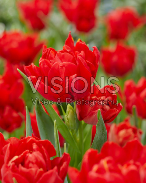 Tulipa Abba Tulipa Abba