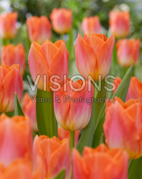 Tulipa Sunrise Dynasty Tulipa Sunrise Dynasty