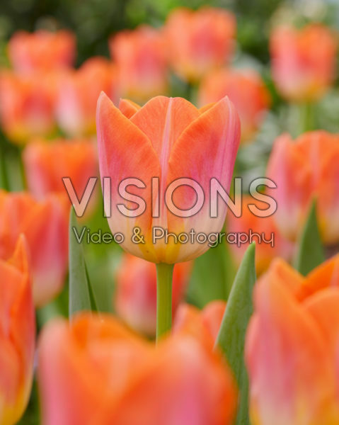 Tulipa Sunrise Dynasty Tulipa Sunrise Dynasty