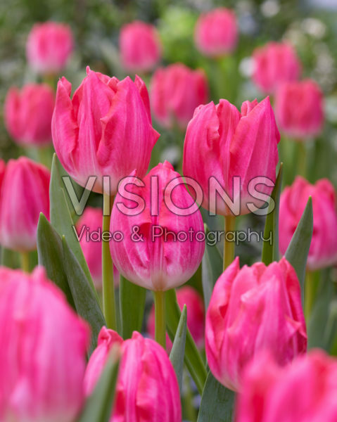 Tulipa Joëlle Tulipa Joëlle