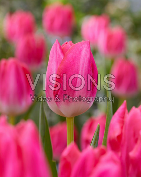 Tulipa Joëlle Tulipa Joëlle