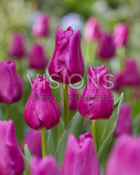 Tulipa Passionale Tulipa Passionale