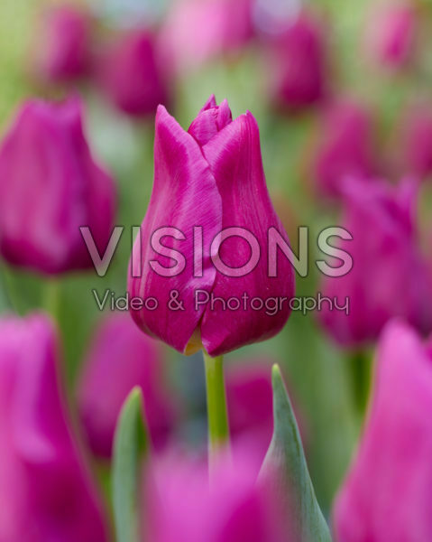 Tulipa Passionale Tulipa Passionale