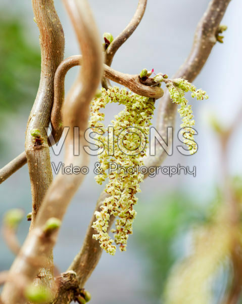 Corylus avellana Medusa Corylus avellana Medusa