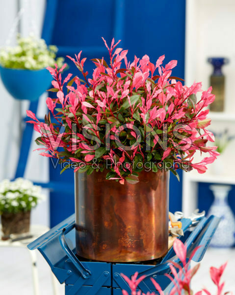 Photinia x fraseri Little Fenna Photinia x fraseri Little Fenna