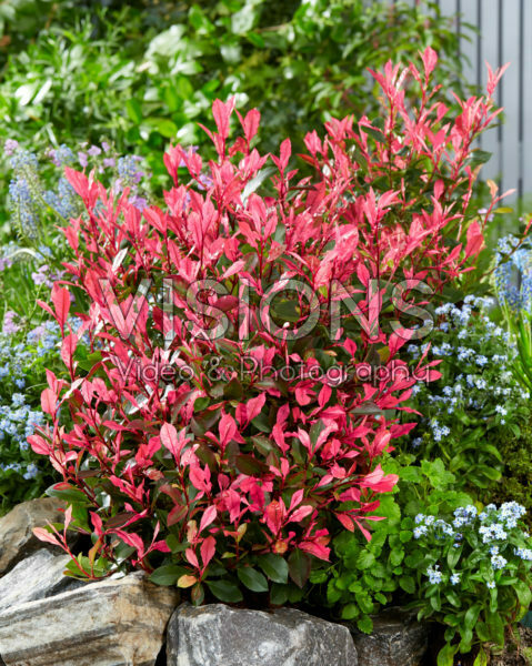 Photinia x fraseri Little Fenna Photinia x fraseri Little Fenna