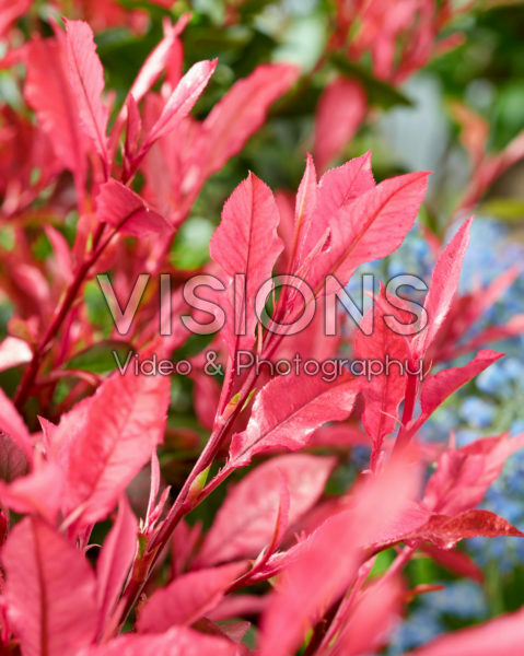 Photinia x fraseri Little Fenna Photinia x fraseri Little Fenna