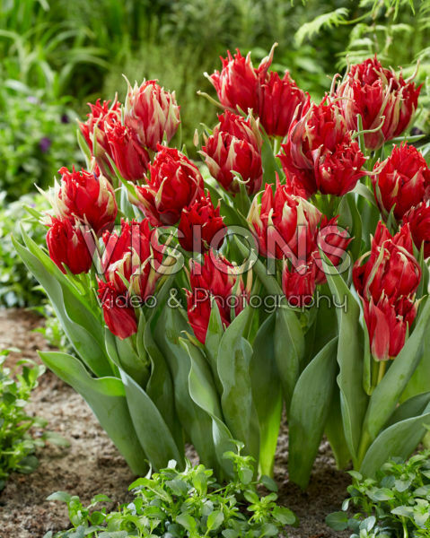 Tulipa Red Spider Tulipa Red Spider
