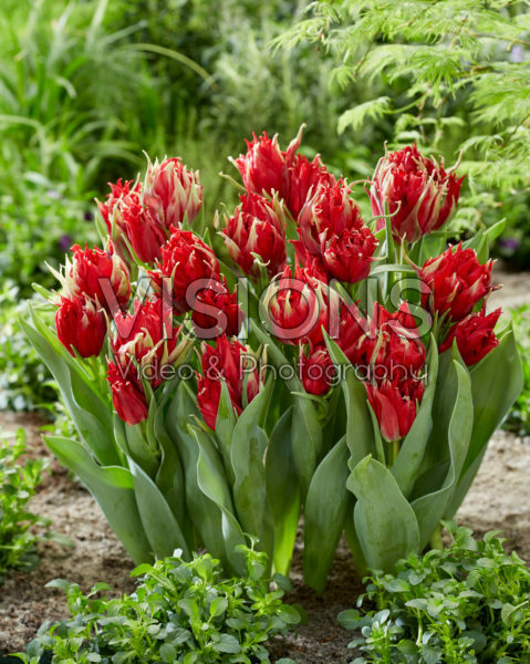 Tulipa Red Spider Tulipa Red Spider