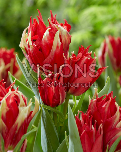 Tulipa Red Spider Tulipa Red Spider