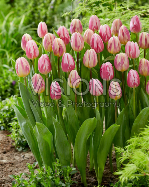 Tulipa Bojangles, Happy Feet Tulipa Bojangles, Happy Feet