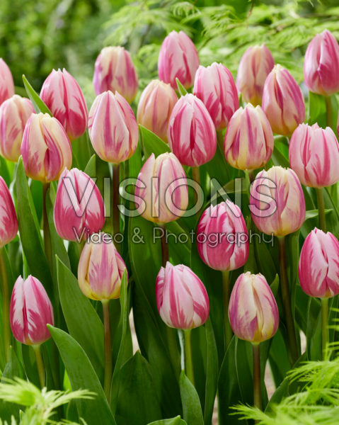 Tulipa Bojangles, Happy Feet Tulipa Bojangles, Happy Feet