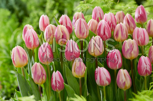 Tulipa Bojangles, Happy Feet Tulipa Bojangles, Happy Feet