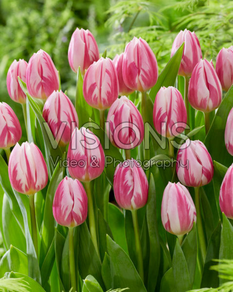 Tulipa Bojangles Tulipa Bojangles