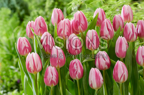 Tulipa Bojangles