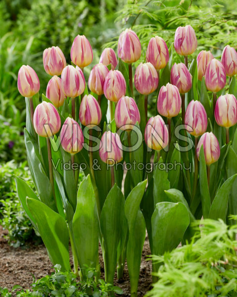 Tulipa Happy Feet Tulipa Happy Feet
