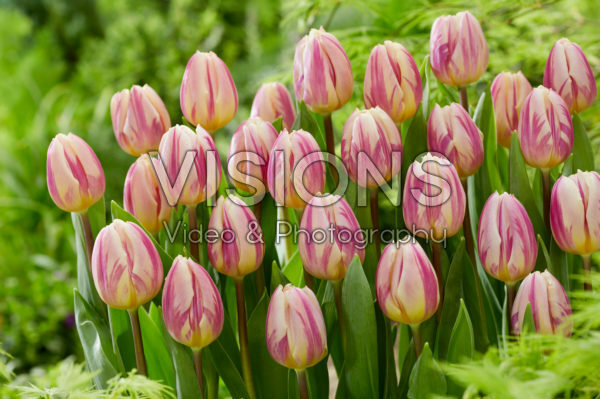 Tulipa Happy Feet Tulipa Happy Feet