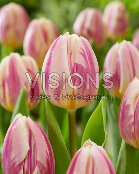 Tulipa Happy Feet Tulipa Happy Feet