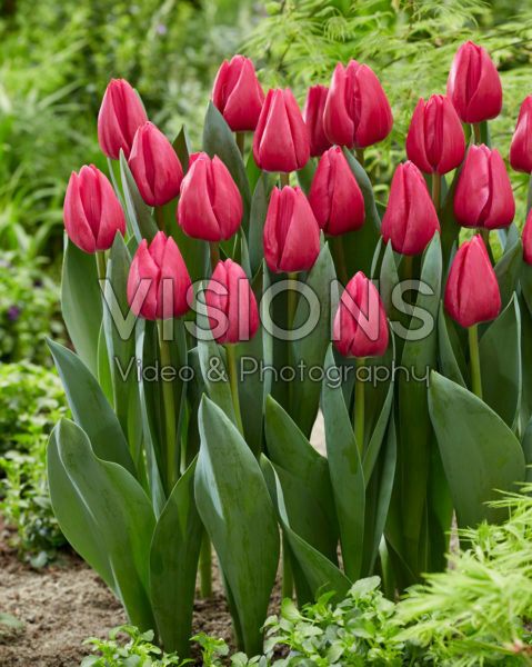 Tulipa Pink Power Tulipa Pink Power