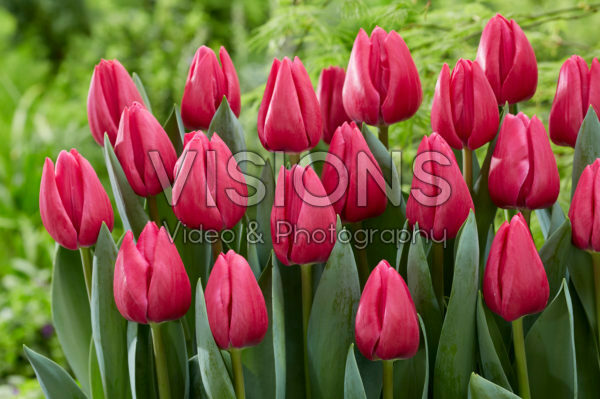 Tulipa Pink Power Tulipa Pink Power