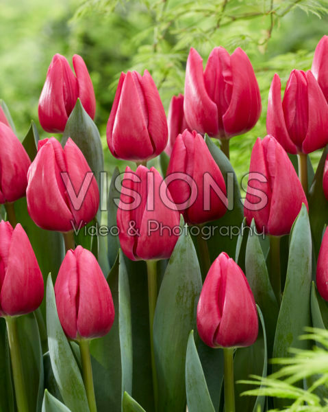 Tulipa Pink Power