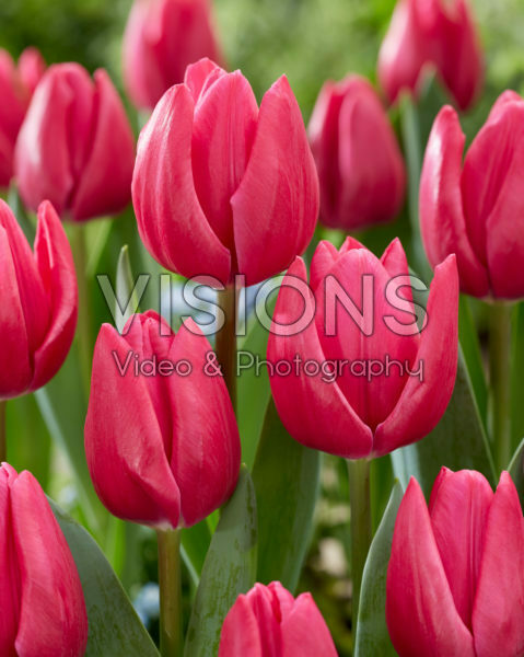 Tulipa Pink Power