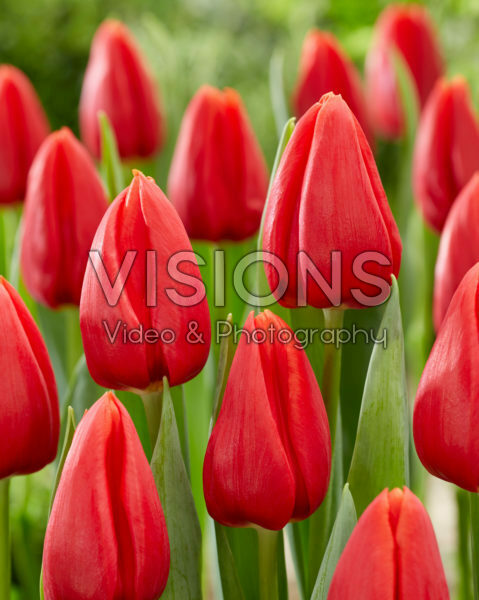 Tulipa Inxs Tulipa Inxs