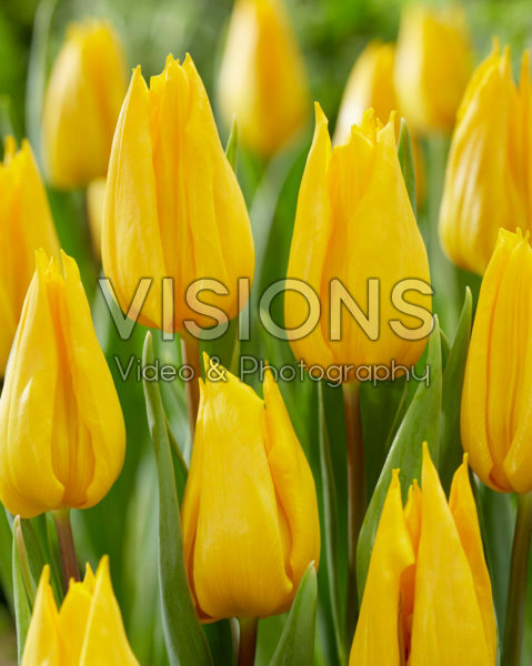 Tulipa Yokohama Tulipa Yokohama