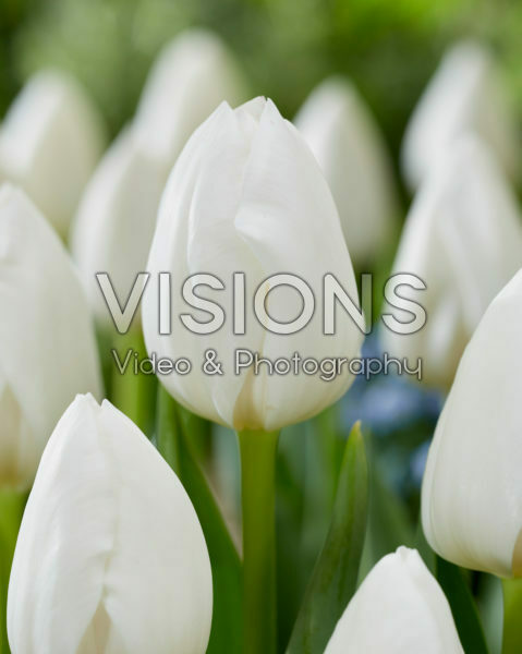 Tulipa Royal Virgin Tulipa Royal Virgin