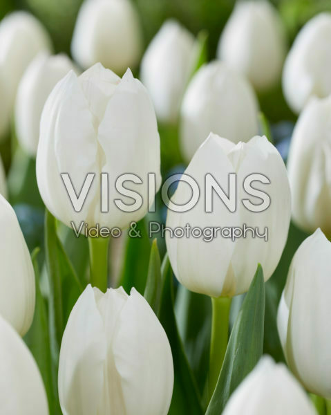 Tulipa Royal Virgin Tulipa Royal Virgin