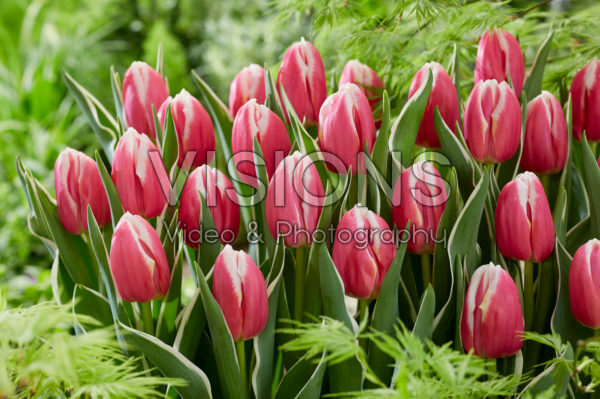Tulipa Mark Design Tulipa Mark Design
