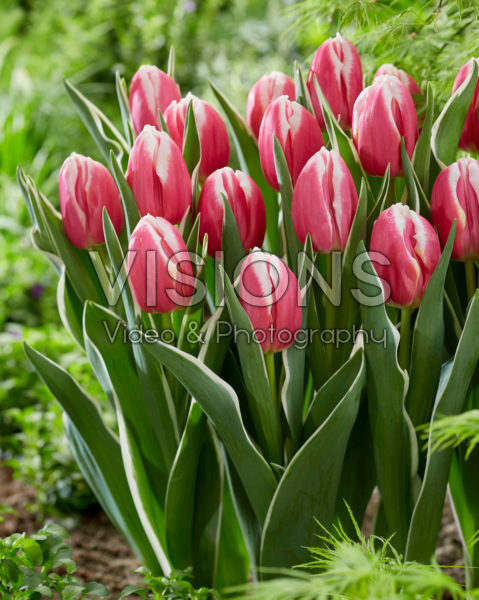 Tulipa Mark Design Tulipa Mark Design