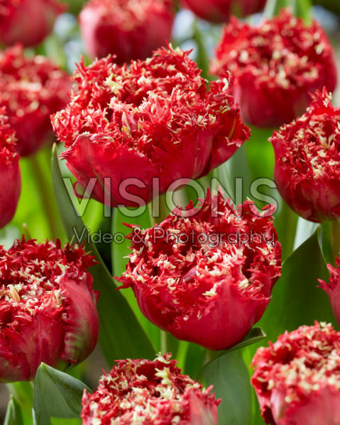 Tulipa Qatar Tulipa Qatar