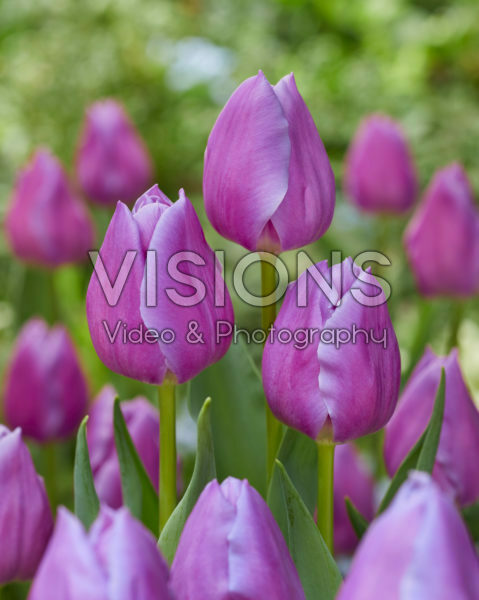 Tulipa Magic Lavender Tulipa Magic Lavender