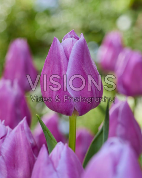 Tulipa Magic Lavender