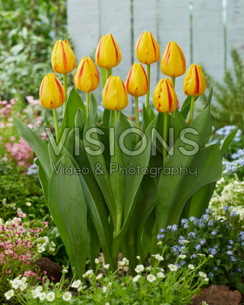 Tulipa Freedom Flame Tulipa Freedom Flame