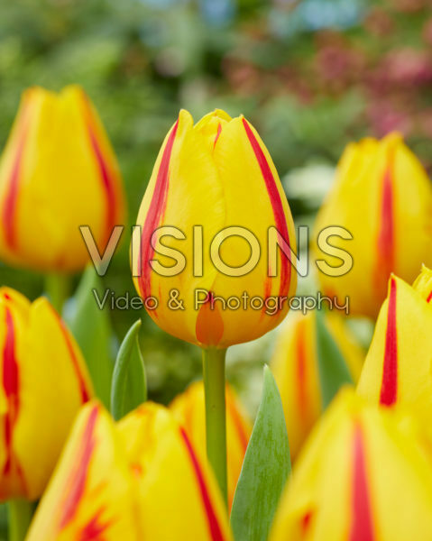 Tulipa Freedom Flame Tulipa Freedom Flame