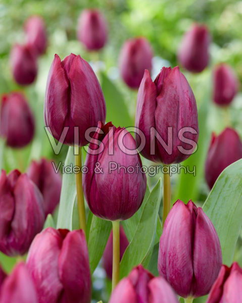 Tulipa Caviar Tulipa Caviar